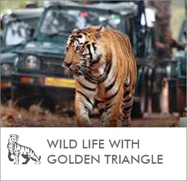 Wild Life With Golden Triangle