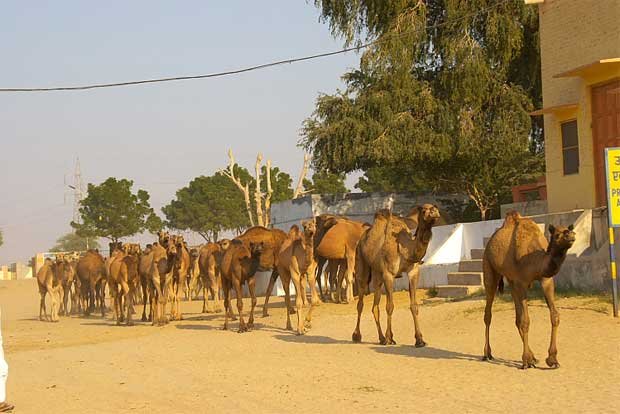 Orld Famous National Camel Breeding Farm